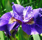 Iris - Vilkdalgis - Ruffled Velvet